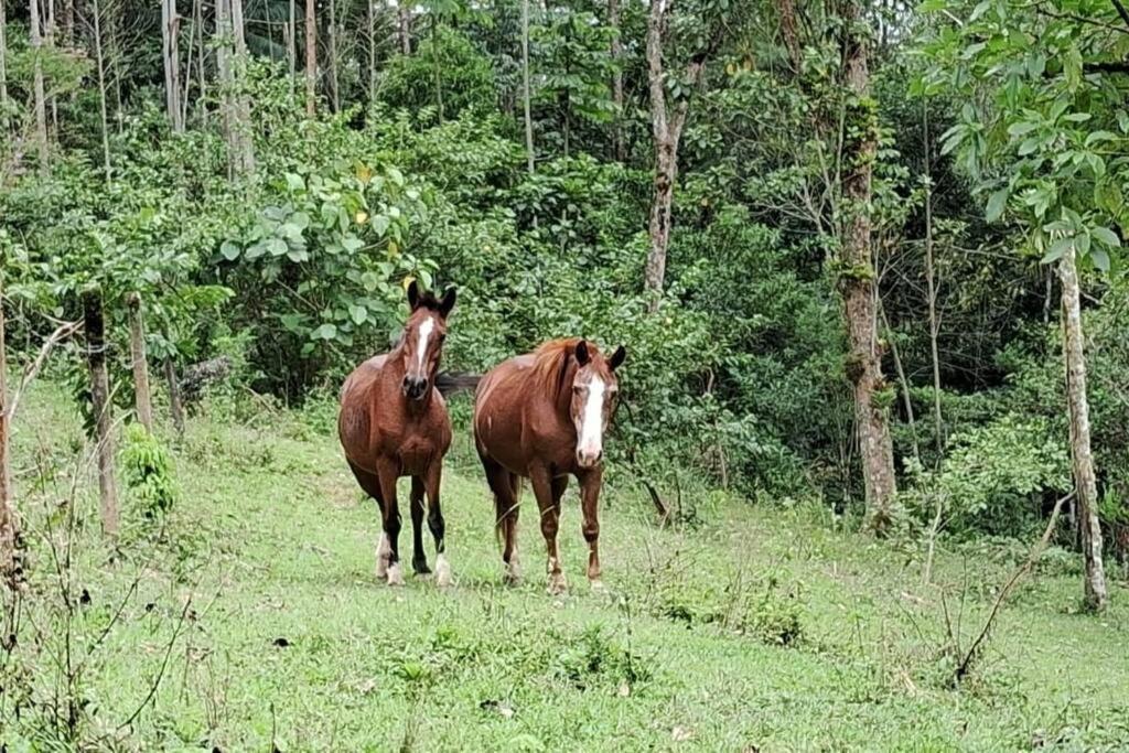Sitio Som Das Aguas Benedito Novo Exterior foto